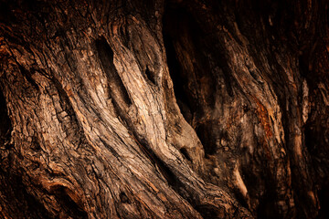 Close up van boomstam textuur