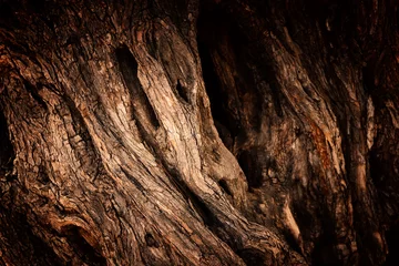 Foto op Aluminium Close up van boomstam textuur © tomertu