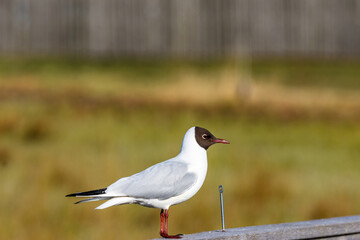 Black headed gull on a railing