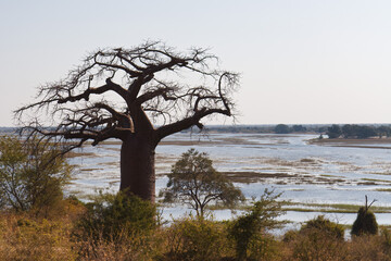 Baobab Tree silhouetted against the Chobe River