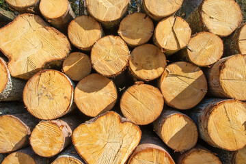 Fototapeta premium Sawn timber in a pile