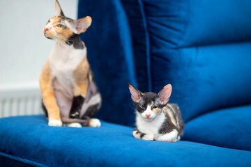 A cute Sphynx mestizo kitten lies on the couch next to her mother. Sphinx with wool