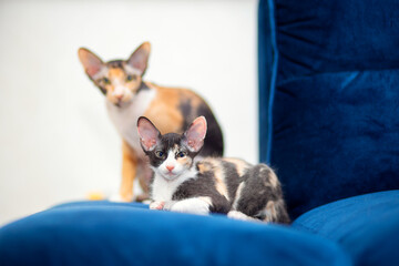 Two tricolor Sphynx cats with fur are sitting on the sofa. Mom and kitten