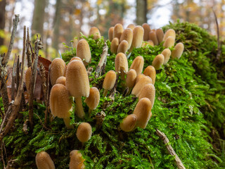 Schöne Pilze auf einem massigen Baumstamm