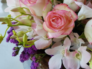 pink rose on a white background
