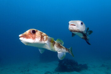 Couple of porcupine fish