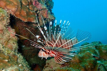 Lion fish