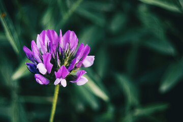 Fototapeta premium Macro of an isolated purple flower of bituminaria bituminosa