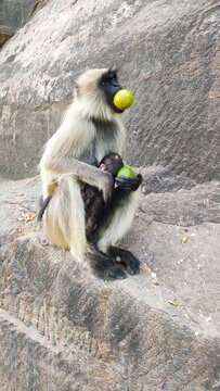 A female monkey eating guava fruit with her child on the mountain
