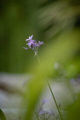 Pequeñas flores rodeadas de naturaleza con vivos colores verdes.
