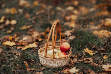 Gathered ripe apples in a wicker basket on the grass among fallen leaves in the park. Autumn...