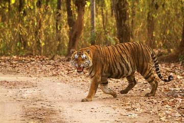 Fototapeta na wymiar Aggresive male tiger crossing road, Kanha Tiger Reserve, Madhya Pradesh, India