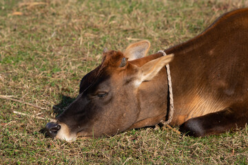 Obraz na płótnie Canvas The sleeping cow