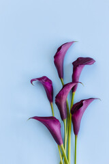 Beautiful dark purple Calla Lilies flowers on a light blue background.