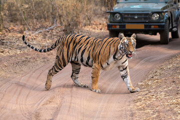 Fototapeta na wymiar Tiger crossing road with tourist jeep in background, Bandhavgarh, Madhya Pradesh, India