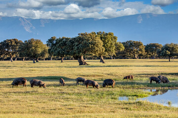 Pigs eating in the field