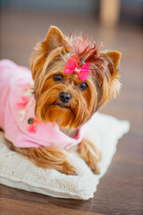 Studio photo of cute dog Yorkshire Terrier