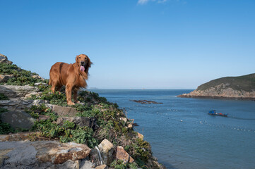 Golden Retriever on the cliff of the island