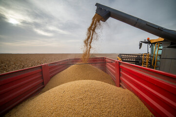 Pouring soy bean grain