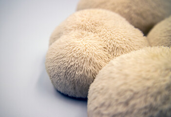 Korean deer rump mushrooms(Hericium erinaceum)