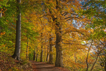 Obraz premium Golden autumn forest near Vejle Tirsbaek, Denmark