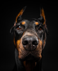 Fototapeta na wymiar Portrait of a Doberman dog on an isolated black background.