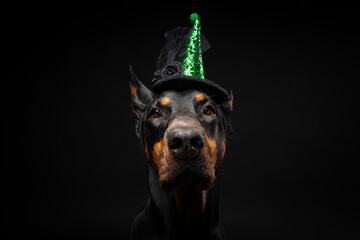 Portrait of a Doberman dog in a headdress. Carnival or Halloween.