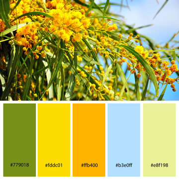 Designer Color Palette inspired by Golden Wattle, Australian floral emblem, that flowers in late winter and spring. Designer pack with photograph and swatches with hex codes references.