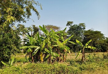 Fototapeta na wymiar Banana tree in the garden