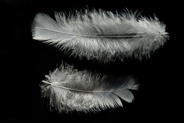 Two fluffy feathers on a dark background at the top and bottom of the frame
