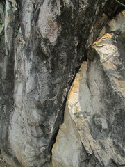 bark of tree