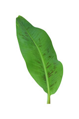 Obraz premium Green banana leaves with unique motifs, isolated on a white background, clipping path included. HD Image and large zise