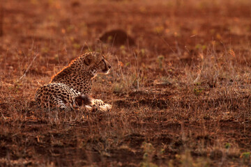 The cheetah (Acinonyx jubatus), also known as the hunting leopard, adult male at sunset. Cheetah in orange light.