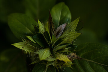 White colored jasmine flower in focus with all green leaves around.