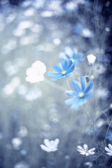 Niebieskie kwiaty. Kwitnący kosmos onętek. Kosmos pierzasty. Letni ogród naturalistyczny - obrazy, fototapety, plakaty