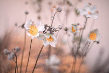 Kwiat białego zawilca japońskiego, letni ogród