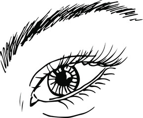 Drawing of the human eye. Sketch of the eyes.