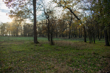 Fototapeta premium Sunset in the autumn plain forest
