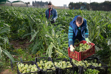 Fototapeta premium Experienced adult farmer working on vegetable plantation, stacking plastic boxes with freshly harvested artichokes..