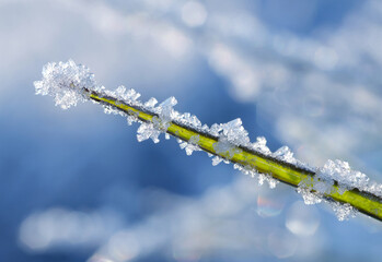 Hoarfrost on blade of grass close up. Nature background.