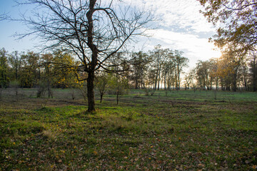 Sunset in the autumn plain forest