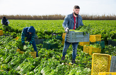 Young bearded worker carrying crates with freshly harvested celery on farm plantation