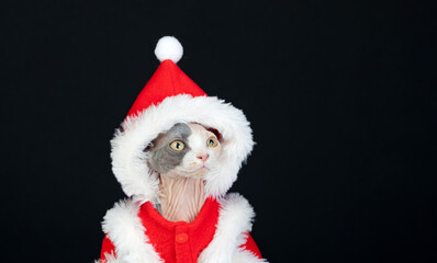 Sphinx cat with Christmas clothes