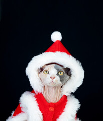 Sphinx cat with Christmas clothes