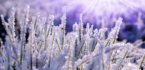Hoarfrost on blades of grass close up. Nature background.