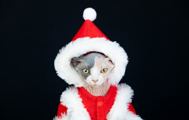 Sphinx cat with Christmas clothes