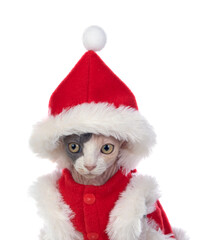 Sphinx cat with Christmas clothes