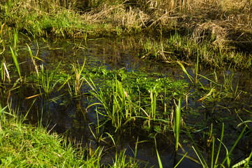 Green plants on the river on a sunny day.