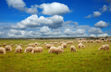 Beautiful meadow with free livestock