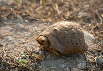 Baby turtle walking on stones.